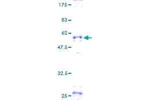 SDS-PAGE (SDS) image for SLAM Family Member 7 (SLAMF7) (AA 1-296) protein (GST tag) (ABIN1320108)
