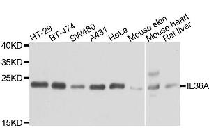 Western blot analysis of extracts of various cells, using IL36A antibody. (IL36A/IL1F6 抗体)