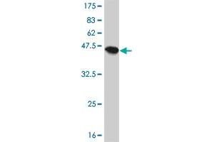 Western Blotting (WB) image for anti-Protein Phosphatase 1, Regulatory (Inhibitor) Subunit 14A (PPP1R14A) (AA 1-147) antibody (ABIN566687)