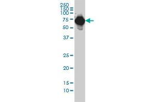 AFP monoclonal antibody (M01), clone 1G7 Western Blot analysis of AFP expression in HepG2 . (alpha Fetoprotein 抗体  (AA 500-609))