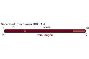 Image no. 4 for anti-V-Akt Murine Thymoma Viral Oncogene Homolog 1 (AKT1) antibody (ABIN968218) (AKT1 抗体)