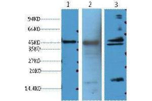 Western Blotting (WB) image for anti-Aquaporin 4 (AQP4) antibody (ABIN3178615) (Aquaporin 4 抗体)