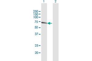 Western Blot analysis of PACSIN2 expression in transfected 293T cell line by PACSIN2 MaxPab polyclonal antibody.