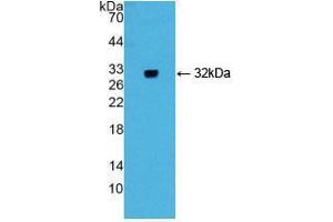Western blot analysis of recombinant Mouse GIF.