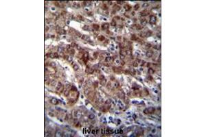 DARS Antibody immunohistochemistry analysis in formalin fixed and paraffin embedded human liver tissue followed by peroxidase conjugation of the secondary antibody and DAB staining. (DARS 抗体  (N-Term))