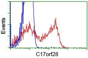 HEK293T cells transfected with either RC206740 overexpress plasmid (Red) or empty vector control plasmid (Blue) were immunostained by anti-C17orf28 antibody (ABIN2452858), and then analyzed by flow cytometry. (HID1/DMC1 抗体)