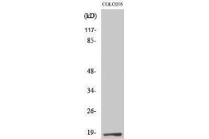 Western Blotting (WB) image for anti-Transcription Elongation Factor A (SII)-Like 1 (TCEAL1) (Internal Region) antibody (ABIN3180357) (TCEAL1 抗体  (Internal Region))