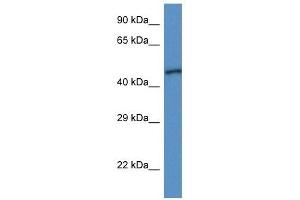 Western Blot showing UQCRC1 antibody used at a concentration of 1 ug/ml against Fetal Heart Lysate (UQCRC1 抗体  (N-Term))