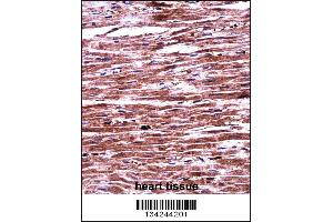 RNF19A Antibody immunohistochemistry analysis in formalin fixed and paraffin embedded human heart tissue followed by peroxidase conjugation of the secondary antibody and DAB staining. (RNF19A 抗体  (AA 384-413))