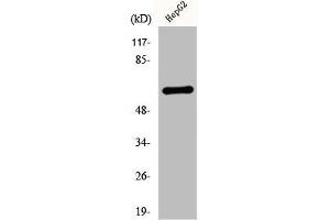 Western Blot analysis of HepG2 cells using Cytokeratin 5 Polyclonal Antibody (Cytokeratin 5 抗体  (C-Term))