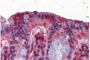 Human Colon (formalin-fixed, paraffin-embedded) stained with GAPDH antibody ABIN351435 at 2. (GAPDH 抗体  (AA 51-100))