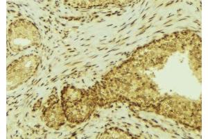 ABIN6277290 at 1/100 staining Mouse colon tissue by IHC-P. (FES 抗体  (C-Term))