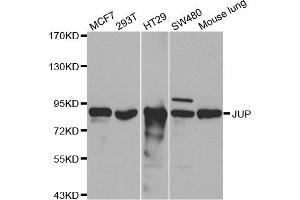 Western blot analysis of extracts of various cell lines, using JUP antibody (ABIN5970353) at 1/500 dilution. (JUP 抗体)