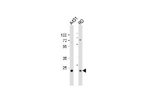 All lanes : Anti-AB Antibody (Center) at 1:1000 dilution Lane 1: A431 whole cell lysates Lane 2: RD whole cell lysates Lysates/proteins at 20 μg per lane.