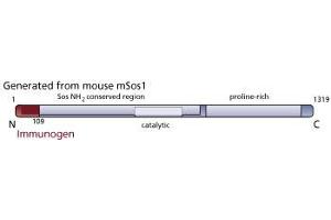 Image no. 2 for anti-Son of Sevenless Homolog 1 (SOS1) (AA 1-109) antibody (ABIN967741) (SOS1 抗体  (AA 1-109))