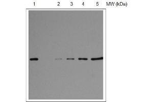 Western Blotting (WB) image for anti-30S Ribosomal Protein S1 (S1) (RPSA) (C-Term) antibody (ABIN5326724) (RPSA 抗体  (C-Term))