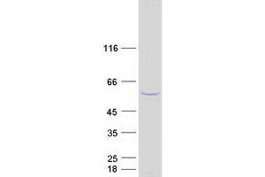 Western Blotting (WB) image for Oxysterol Binding Protein-Like 2 (OSBPL2) (Transcript Variant 2) protein (Myc-DYKDDDDK Tag) (ABIN2727986)