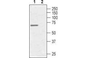 Western blot analysis of human Burkitt's lymphoma (Daudi) cell line: - 1. (AVPR1A 抗体  (C-Term, Intracellular))