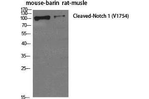 Western Blot (WB) analysis of specific cells using Cleaved-Notch 1 (V1754) Polyclonal Antibody. (Notch1 抗体  (cleaved, Val1754))