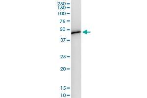 Immunoprecipitation of WDR4 transfected lysate using anti-WDR4 MaxPab rabbit polyclonal antibody and Protein A Magnetic Bead , and immunoblotted with WDR4 MaxPab mouse polyclonal antibody (B01) . (WDR4 抗体  (AA 1-412))