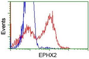 HEK293T cells transfected with either RC202489 overexpress plasmid (Red) or empty vector control plasmid (Blue) were immunostained by anti-EPHX2 antibody (ABIN2452988), and then analyzed by flow cytometry. (EPHX2 抗体)