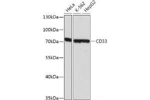 Western blot analysis of extracts of various cell lines using SIGLEC3/CD33 Polyclonal Antibody at dilution of 1:1000. (CD33 抗体)