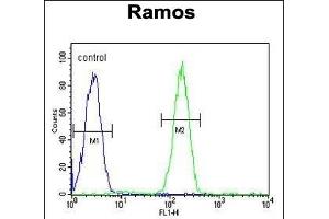 JHDM2b Antibody (Center) (ABIN656008 and ABIN2845384) flow cytometric analysis of Ramos cells (right histogram) compared to a negative control cell (left histogram). (KDM3B 抗体  (AA 869-897))