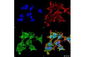 Immunocytochemistry/Immunofluorescence analysis using Mouse Anti-Alpha A Crystallin Monoclonal Antibody, Clone 1H3. (CRYAA 抗体  (FITC))