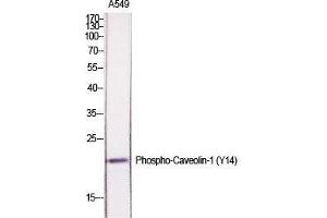 Western Blot (WB) analysis of specific cells using Phospho-Caveolin-1 (Y14) Polyclonal Antibody. (Caveolin-1 抗体  (pTyr14))