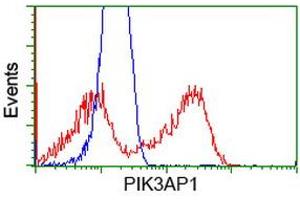 Flow Cytometry (FACS) image for anti-phosphoinositide-3-Kinase Adaptor Protein 1 (PIK3AP1) antibody (ABIN1496827) (PIK3AP1 抗体)