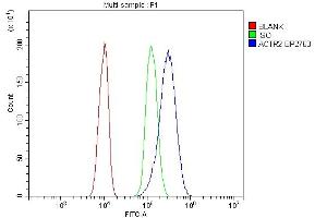 anti-Actin-Related Protein 2 (ACTR2) (AA 1-394) antibody