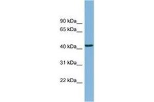 Image no. 1 for anti-DnaJ (Hsp40) Homolog, Subfamily B, Member 12 (DNAJB12) (AA 287-336) antibody (ABIN6742018) (DNAJB12 抗体  (AA 287-336))