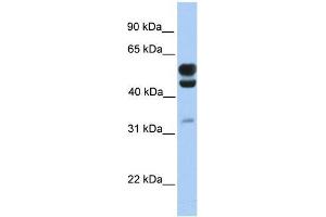 Human Brain; WB Suggested Anti-C3orf64 Antibody Titration: 0. (AER61 抗体  (C-Term, Isoform 1))