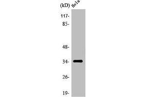 Western Blot analysis of HeLa cells using Olfactory receptor 6T1 Polyclonal Antibody (OR6T1 抗体  (C-Term))