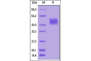 Biotinylated Human uPAR, His,Avitag on  under reducing (R) condition. (PLAUR Protein (AA 23-303) (His tag,AVI tag,Biotin))