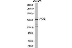 Western Blotting (WB) image for anti-Toll-Like Receptor 8 (TLR8) antibody (ABIN1875114) (TLR8 抗体)