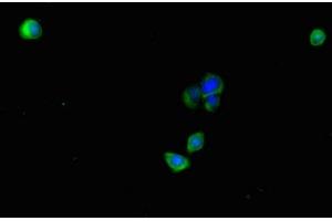 Immunofluorescent analysis of HepG2 cells using ABIN7163495 at dilution of 1:100 and Alexa Fluor 488-congugated AffiniPure Goat Anti-Rabbit IgG(H+L) (PLAC9 抗体  (AA 25-97))