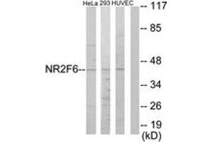 Western blot analysis of extracts from HeLa/HuvEc/293 cells, using NR2F6 Antibody. (NR2F6 抗体  (AA 11-60))
