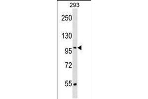 Western blot analysis in 293 cell line lysates (35ug/lane). (SRRT 抗体  (N-Term))