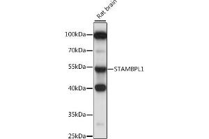 Western blot analysis of extracts of rat brain, using ST antibody (ABIN7270582) at 1:1000 dilution. (STAMBPL1 抗体  (AA 120-250))