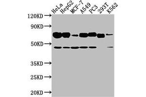 Western Blotting (WB) image for anti-Solute Carrier Family 3 (Activators of Dibasic and Neutral Amino Acid Transport), Member 2 (SLC3A2) (AA 404-630) antibody (ABIN7142591)