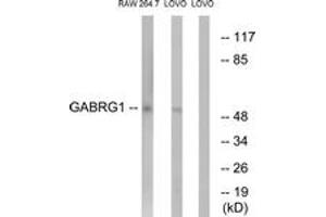 Western blot analysis of extracts from LOVO/RAW264. (GABRg1 抗体  (AA 11-60))