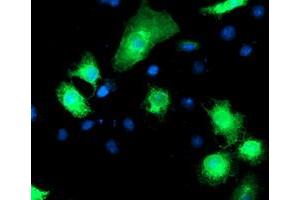 Anti-RPN1 mouse monoclonal antibody (ABIN2455097) immunofluorescent staining of COS7 cells transiently transfected by pCMV6-ENTRY RPN1 (RC201554). (RPN1 抗体)