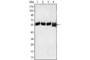 Western Blot showing LCK antibody used against MOLT-4 (1), CCRF-CEM (2), CCRF-HSB-2 (3) and Jurkat (4) cell lysate. (LCK 抗体)