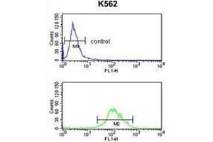 TAT Antibody (Center) flow cytometry analysis of K562 cells (bottom histogram) compared to a negative control cell (top histogram). (TAT 抗体  (Middle Region))