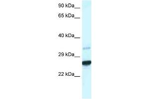 Western Blotting (WB) image for anti-Caudal Type Homeobox 1 (CDX1) (C-Term) antibody (ABIN2780383)