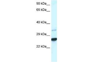 WB Suggested Anti-Cdx1 Antibody Titration: 1. (CDX1 抗体  (C-Term))