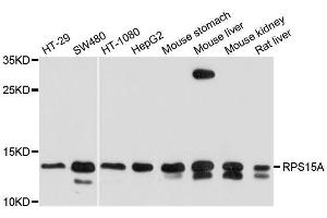 Western blot analysis of extracts of various cell lines, using RPS15A antibody. (RPS15A 抗体  (AA 1-130))