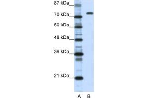 Western Blotting (WB) image for anti-Nucleolin (NCL) antibody (ABIN2462187) (Nucleolin 抗体)