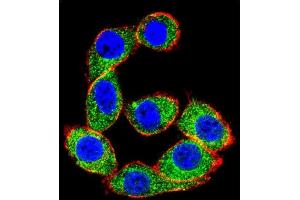Confocal immunofluorescent analysis of HS Antibody (C-term) (ABIN1944844 and ABIN2839489) with Hela cell followed by Alexa Fluor 488-conjugated goat anti-rabbit lgG (green). (Hsc70 抗体  (C-Term))